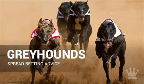 : Ultimate Greyhound Betting Lessons Guide for Beginners.